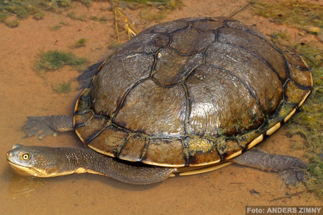 La tortuga de cuello de serpiente australiana (Chelodina longicollis)