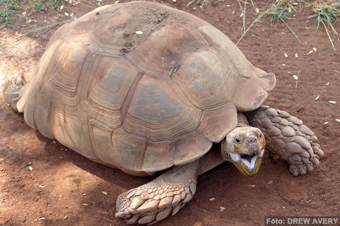 La tortuga de espolones africana (Geochelone sulcata)