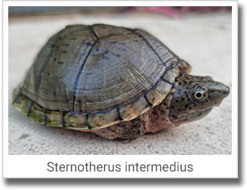 Sternotherus intermedius