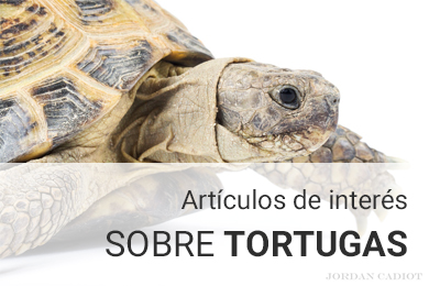 Artículos relacionados con el mantenimiento de tortugas